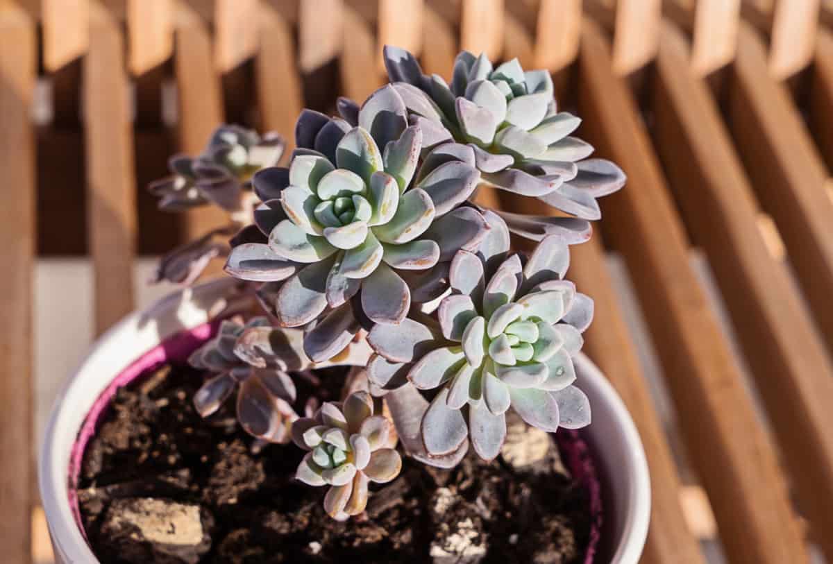 How To Keep Outdoor Plants Alive During Winter Backyard