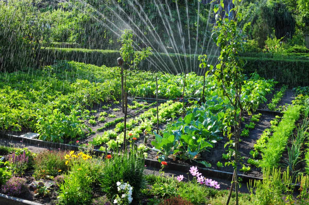 How To Keep Outdoor Plants Alive During Winter Backyard Sidekick