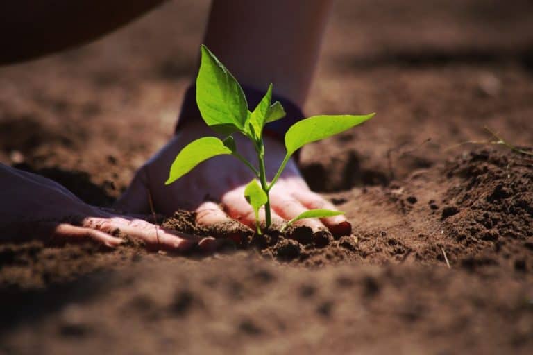 Top 20 Plants That Thrive in Clay Soil Backyard Sidekick