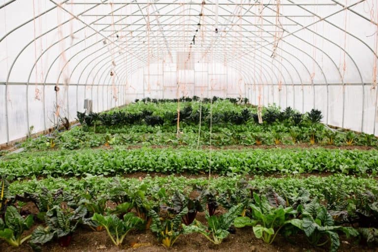 How to Stretch Greenhouse Plastic? A Step By Step Guide Backyard Sidekick