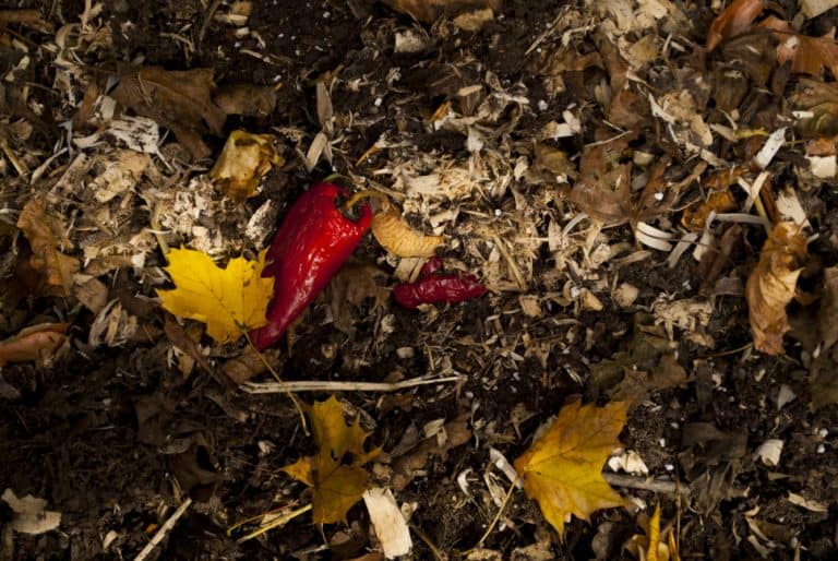 Will Compost Burn Plants? Tips for Using Compost on Plants Backyard