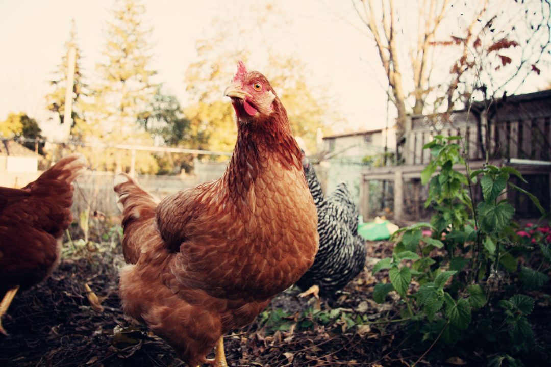 Here’s What to Do With Chickens When They Stop Laying Backyard Sidekick