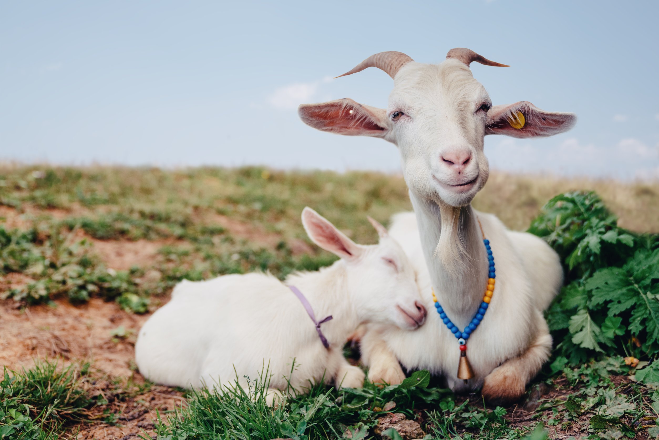 Do Goats Make Good Pets? Breeds and Maintenance Explained Backyard Sidekick