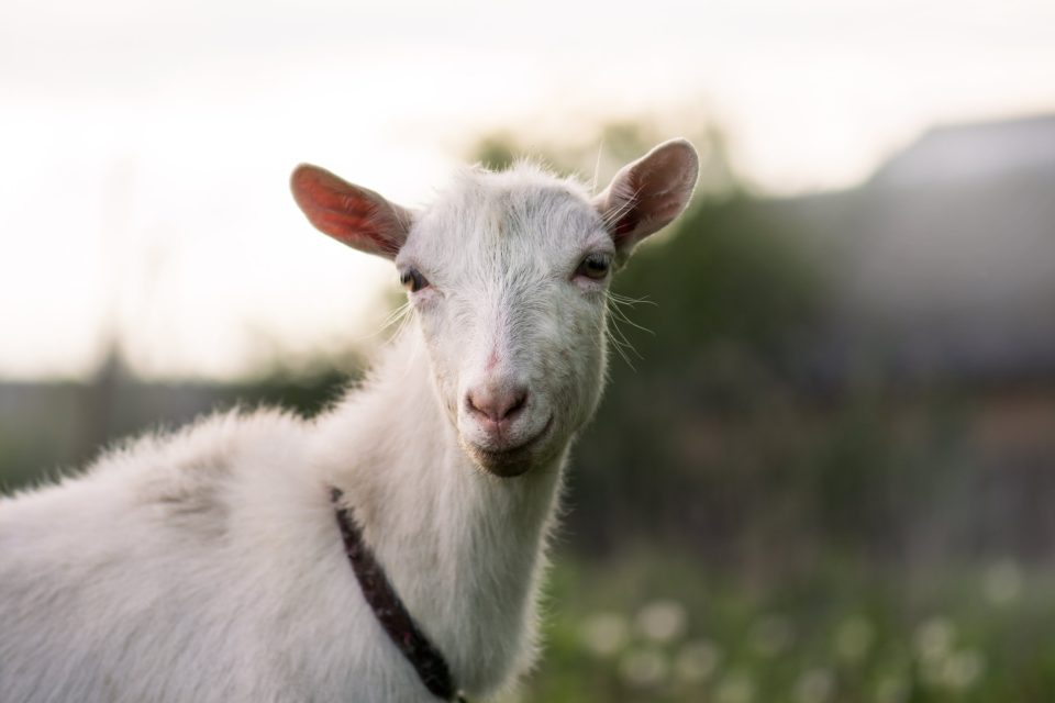 How Do Goats Get Listeria? Common Causes and What To Look For