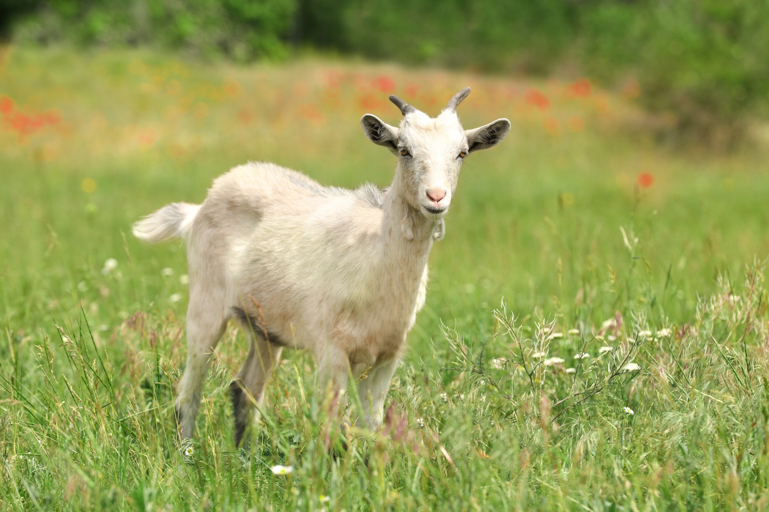 How Do Goats Get Worms? Common Causes and What To Look For Backyard