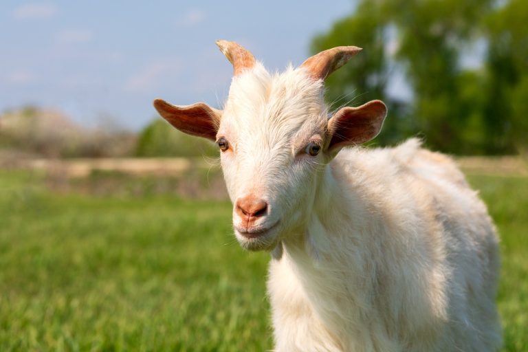 How Do Goats Play? 4 Signs to Look for Backyard Sidekick
