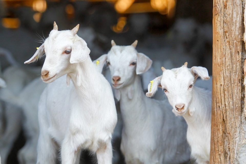 How Do Goats Sleep? Most Common Goat Sleeping Behaviors Backyard Sidekick