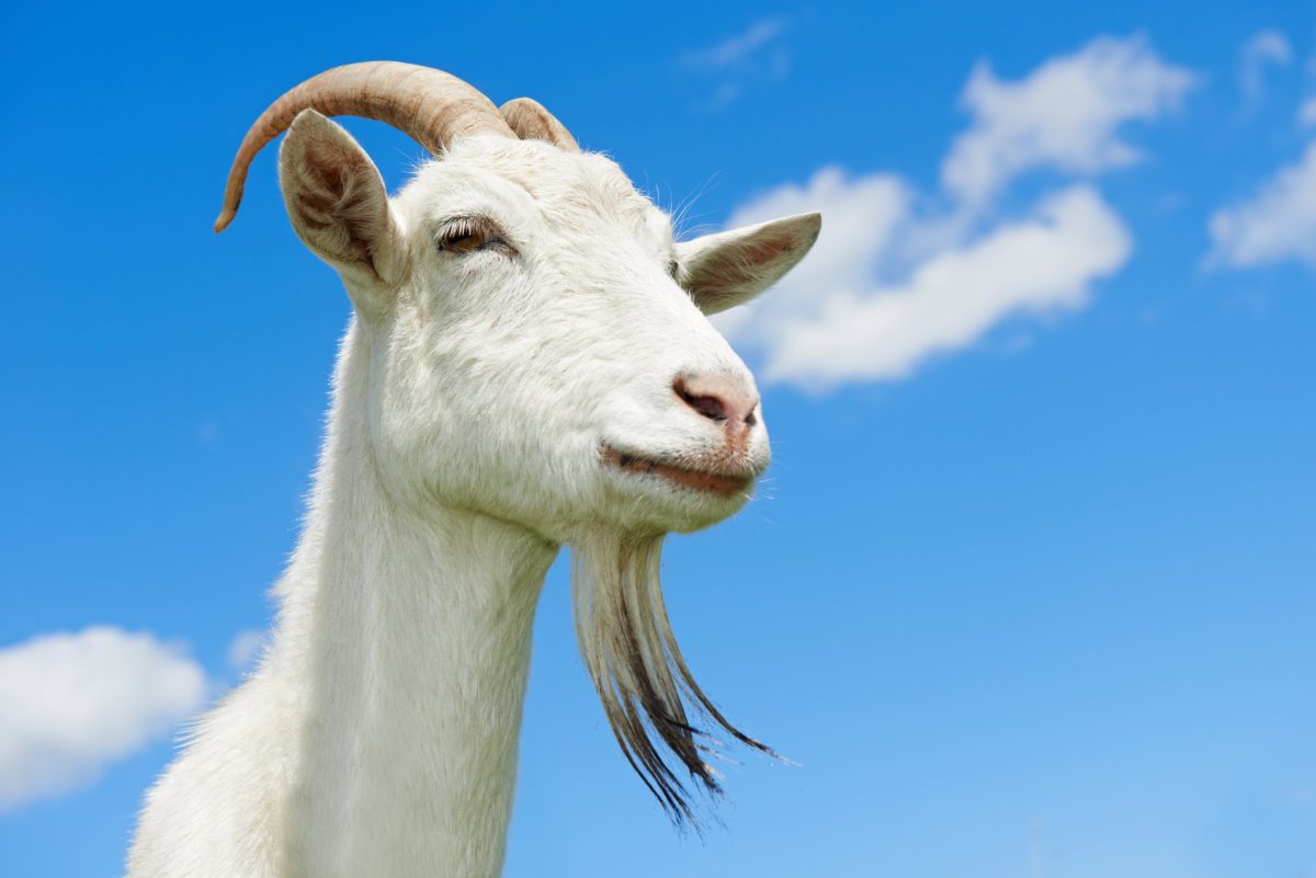 Why Do Goats Cough? What to Look for When a Goat Coughs Backyard Sidekick