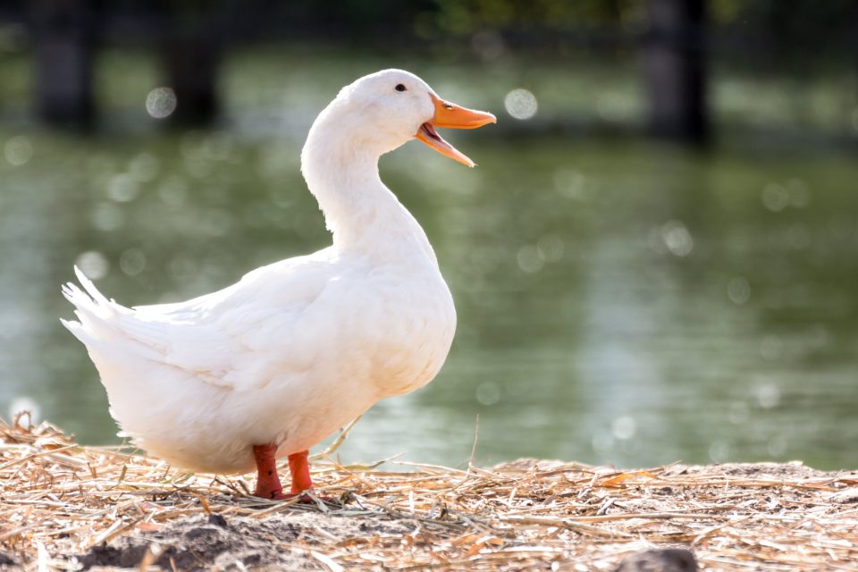 Will Ducks Eat Goldfish? Goldfish In a Duckpond Backyard Sidekick