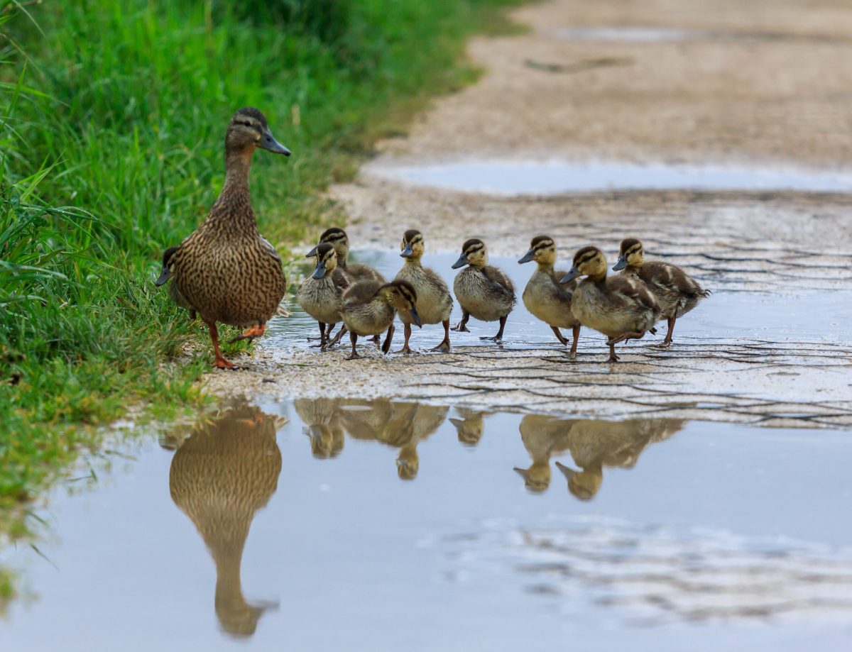 Will Ducks Eat My Garden? How To Have Ducks And A Garden Together