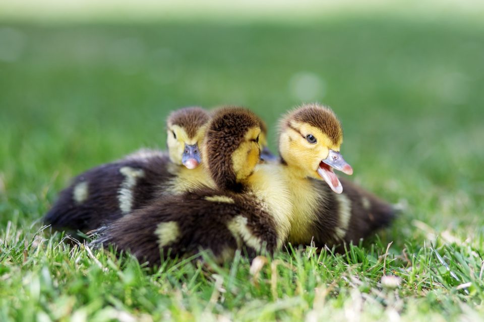 Will Ducks Stay in My Yard? Tips to Keep Ducks Near Home Backyard
