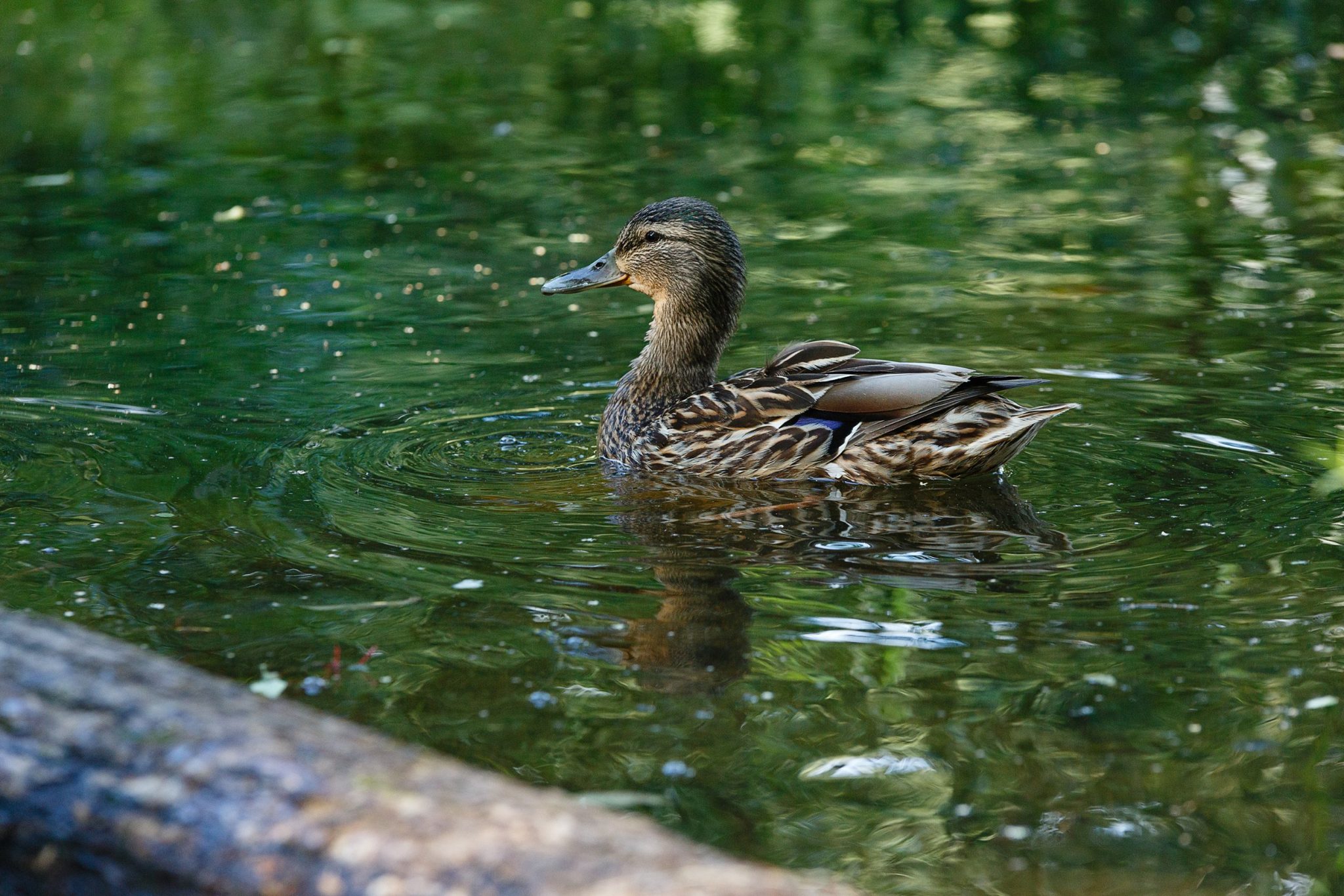 Which Ducks Are Quiet Quietest Ducks Breeds For Neighborhood Ducks