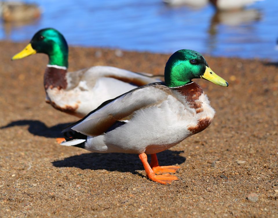 Why Do Ducks Flap Their Wings? What It Means and What to Look For Backyard Sidekick