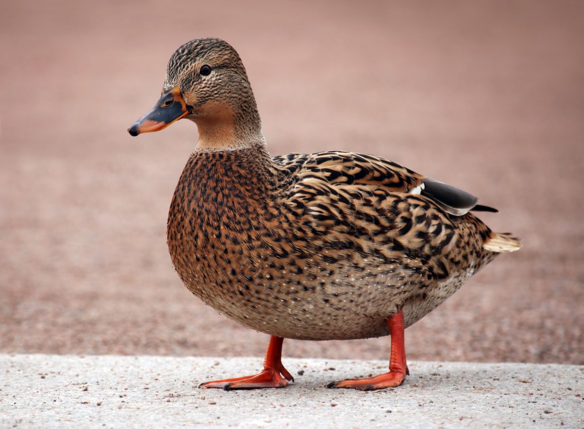 Why Do Ducks Pant? What To Do and What to Look For Backyard Sidekick