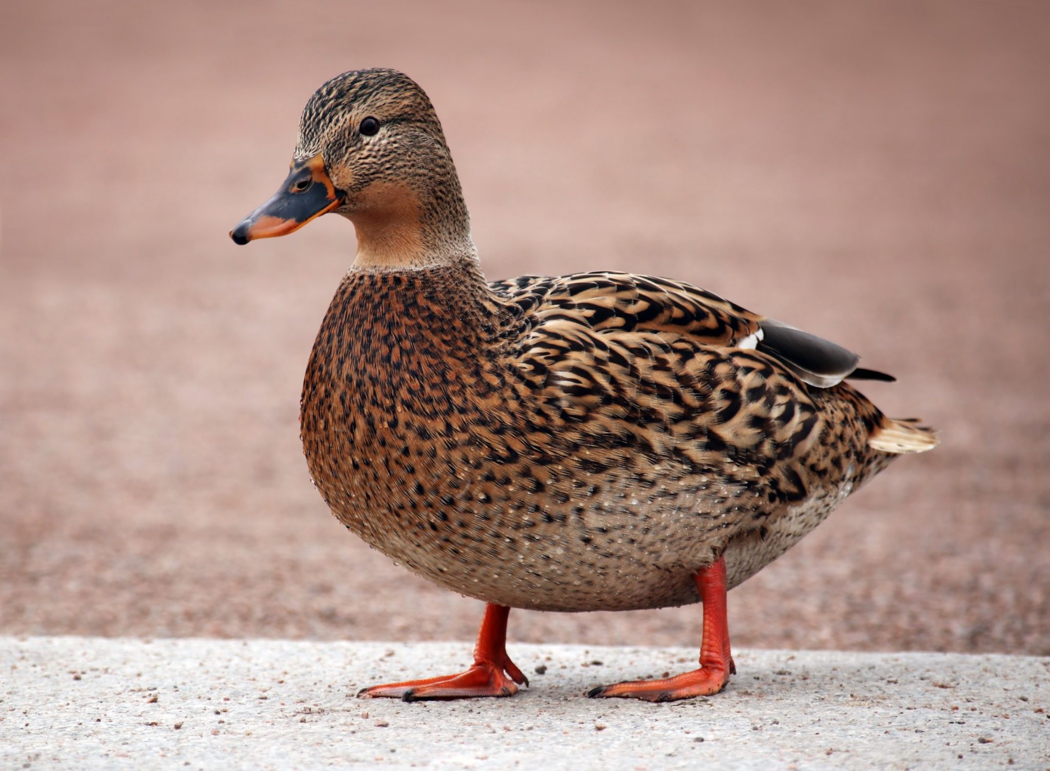 Why Do Ducks Pant? What To Do and What to Look For Backyard Sidekick