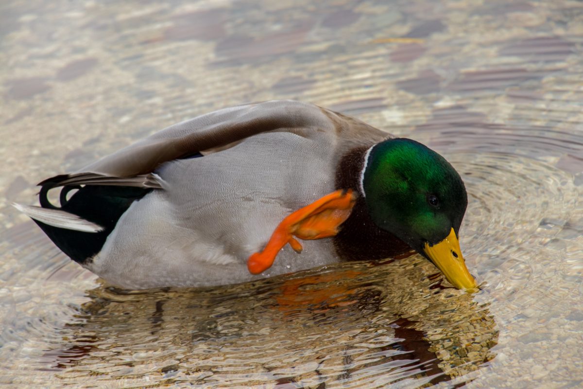 Why Do Ducks Quack? The Various Meanings of Duck Quacks Backyard Sidekick