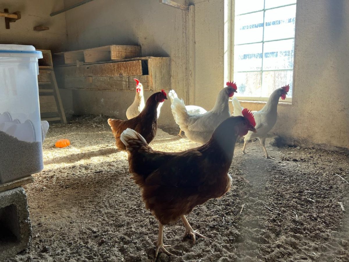Do Chickens Like Kiddie Pools? How to Cool Off Chickens Backyard Sidekick