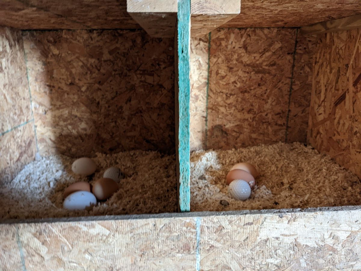 How do Chickens Lay Eggs without a Rooster? Backyard Sidekick